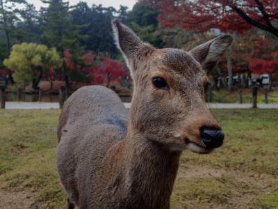 Nara