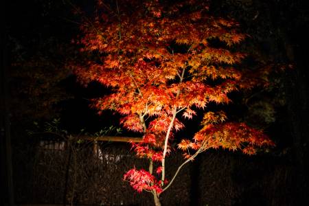 Momiji de nuit au Kodai-ji